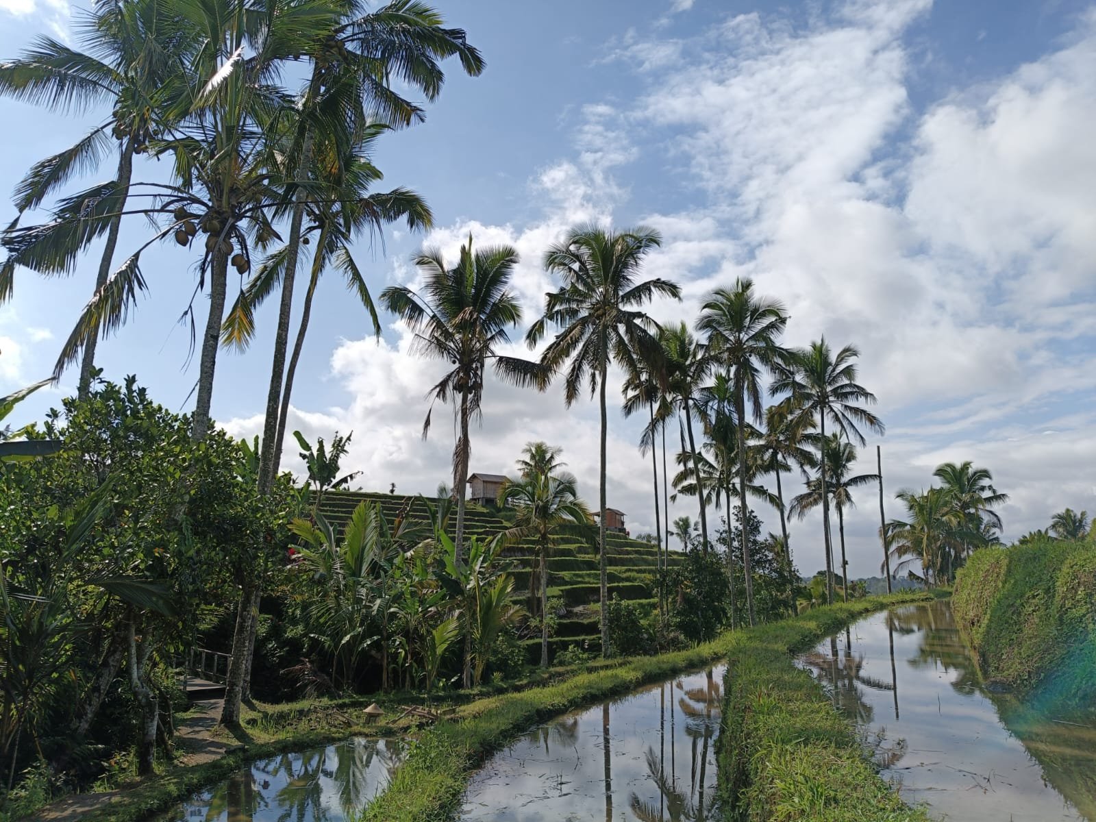 Reisterrassen Tegallalang Bali